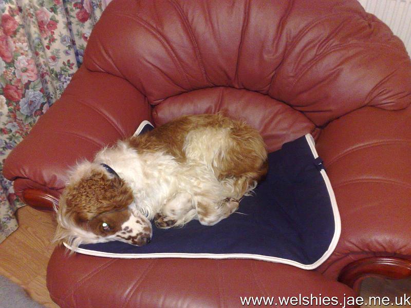 2010-11-20 01.jpg - Trying out the new settee covers